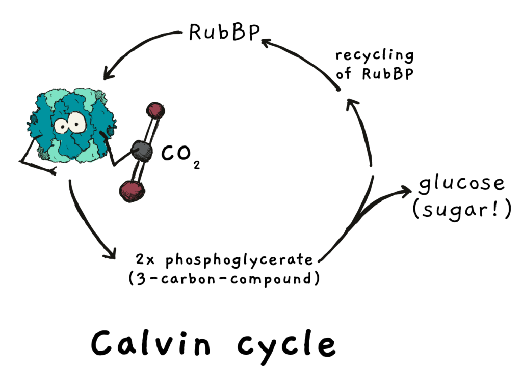 A scheme depicting the Calvin cycle where Rubisco fixes CO2 into sugar molecules.