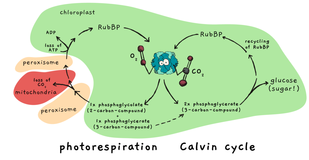 A scheme depicting photorespiration and the Calvin cycle in comparison.