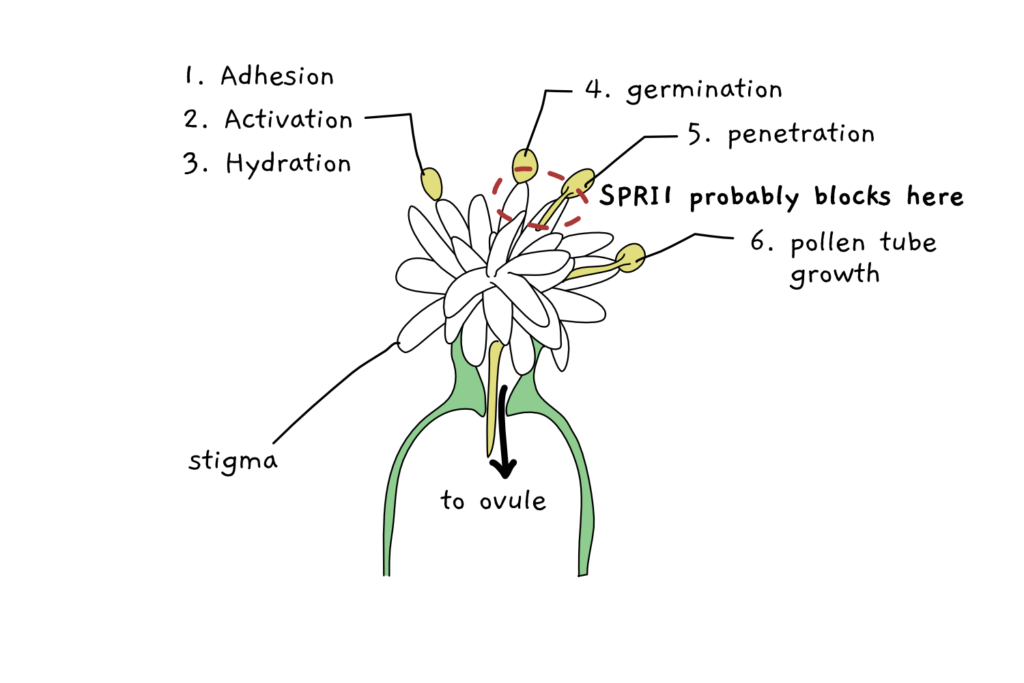 A scheme depicting pollen binding to the stigma of flower