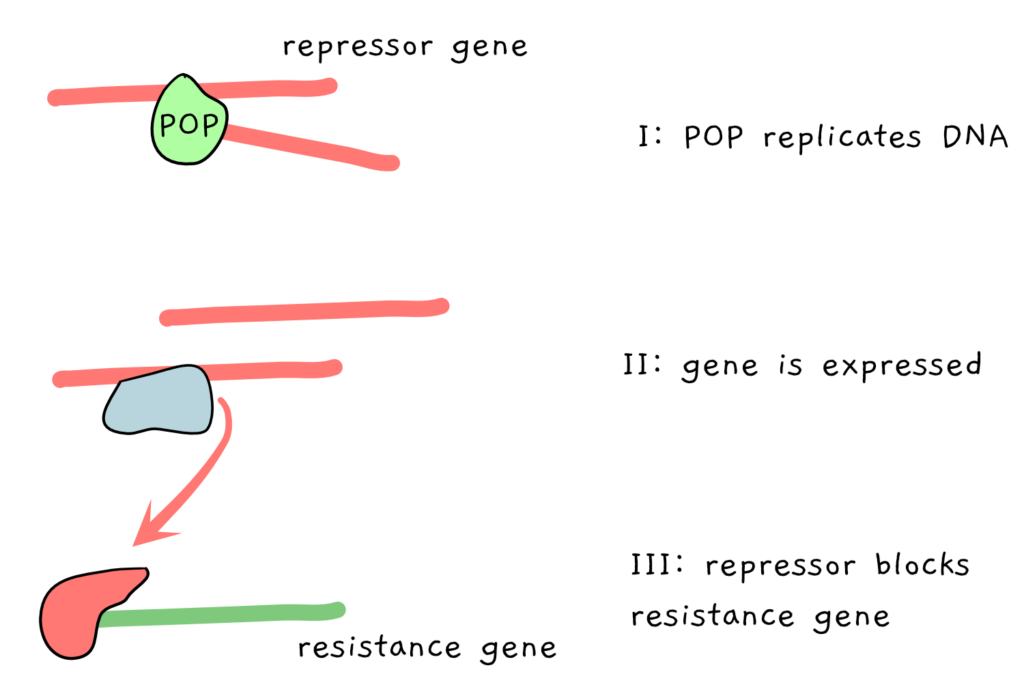 A scheme depicting the action of POP under regular circumstances. The protein POP copies a gene of a repressor, which is then expressed. The repressor blocks the expression of a resistance gene.