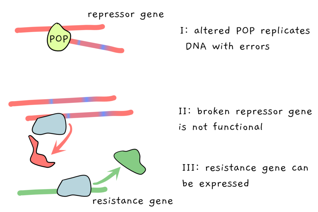 A scheme depicting what happens when the POP protein gets mutated. The altered POP protein copies the repressor gene but makes some mistakes. Because of the errors, the repressor gene product is non-functional and the resistance gene is not repressed. The gene product of the resistance gene can be made.