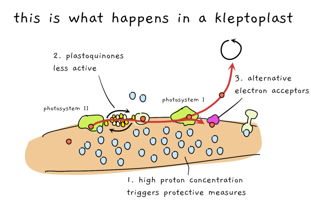 A cartoon depicting the processes inside a kleptoplast in the photosynthetic electron transport chain. A high proton concentration triggers protective mechanisms. The pool of plastoquinones is less active. Alternative electron acceptors avoid damage caused by uncontrolled electron flow.