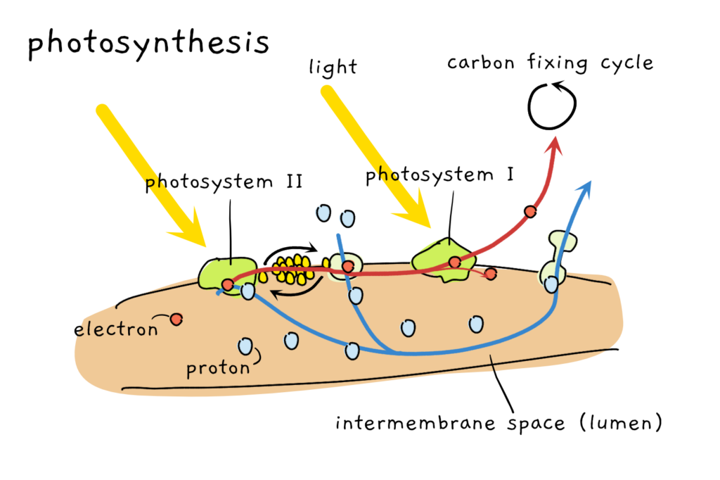 A cartoon depicting the basics of photosynthesis. Electrons flow through the two photosystems II and I, protons enter the intermembrane space and leave through ATP synthase. The whole process is driven by light.
